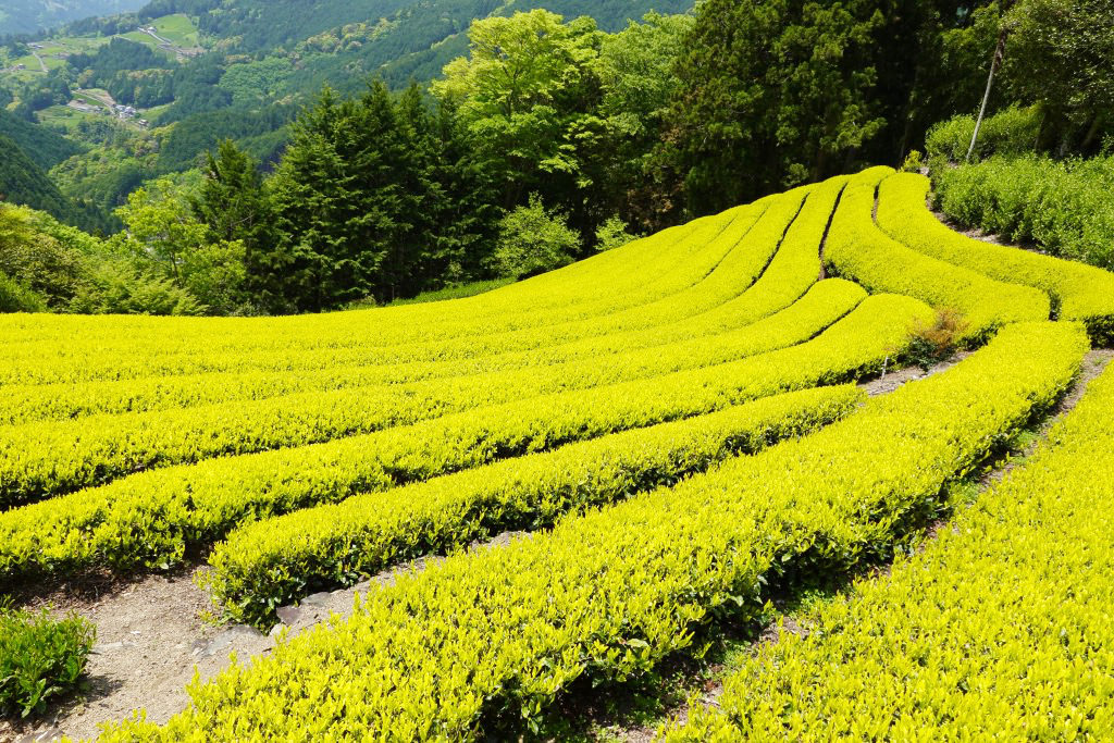 黄色い茶畑